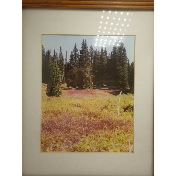 Steamboat Springs Colorado Landscape Trees Framed Photo Print Buffalo Pass - Picture 2 of 8